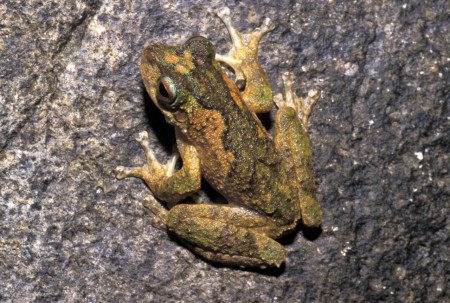 Tapping Green eyed Frog Litoria serrata NC Act: Near Threatened